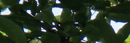 Sony Carl Zeiss Vario-Tessar T* 16-70mm F4 OSS (SEL1670Z)