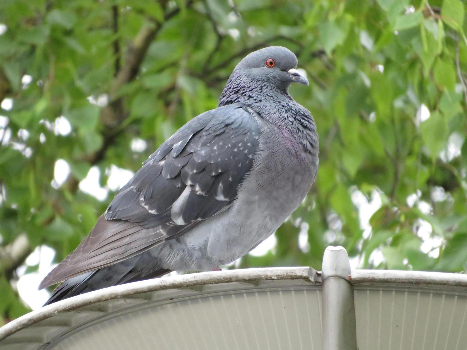 Canon PowerShot SX720 HS: kapesní šmírování