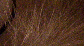 Panasonic Lumix FZ1000: legenda je zpátky