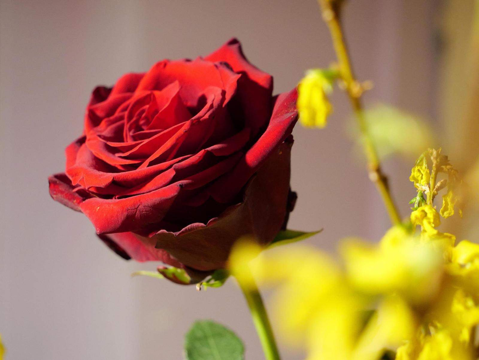 Panasonic Lumix GH6: s revolučním snímačem