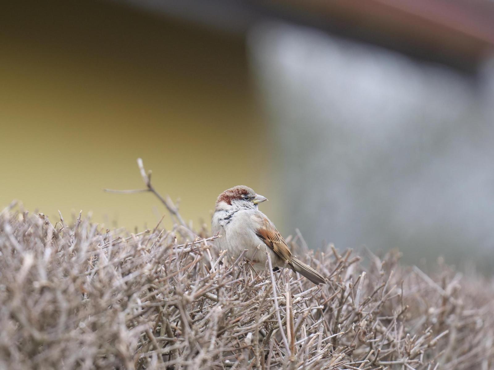 Panasonic Leica DG Elmarit 200mm / F2.8 / Power O.I.S.