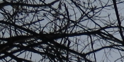 Canon PowerShot G15: lépe už to (asi) nepůjde