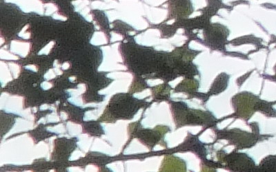 Fujifilm FinePix HS20EXR: důstojný nástupce