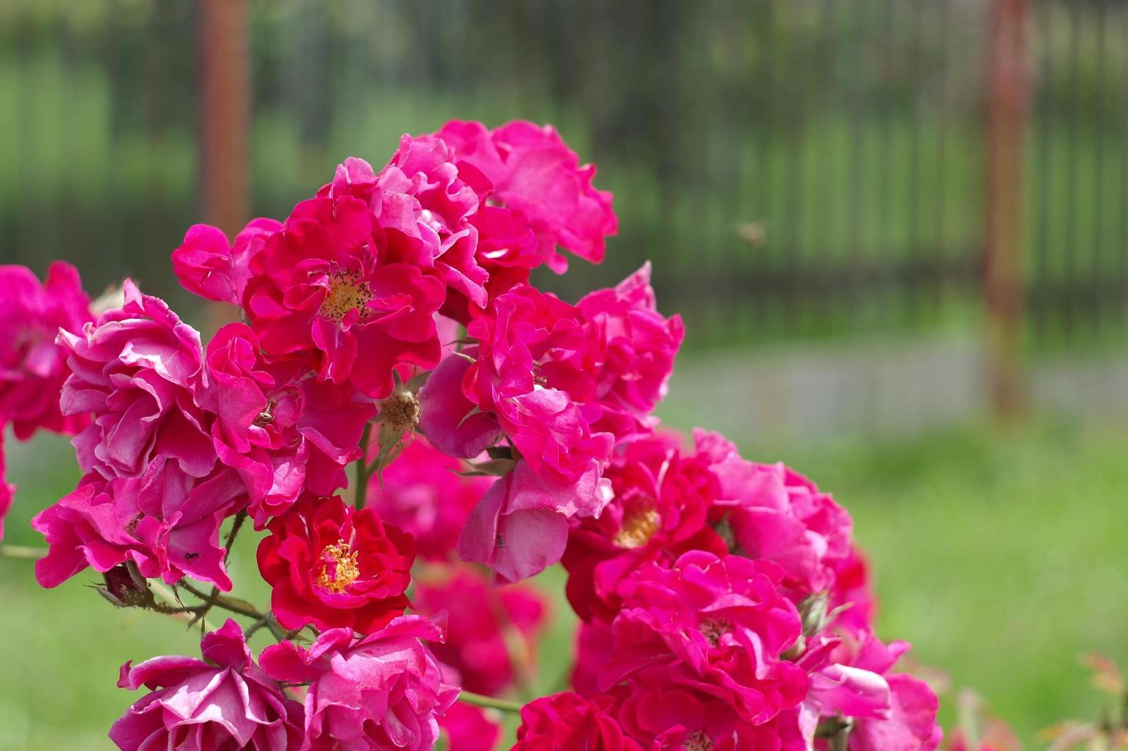 Carl Zeiss Jena DDR Pancolar 1,8/50mm MC electric (M42)