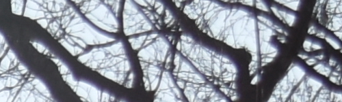 Nikon AF-P NIKKOR 18-55mm f/3.5-5.6G VR