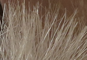 Canon PowerShot G15: lépe už to (asi) nepůjde