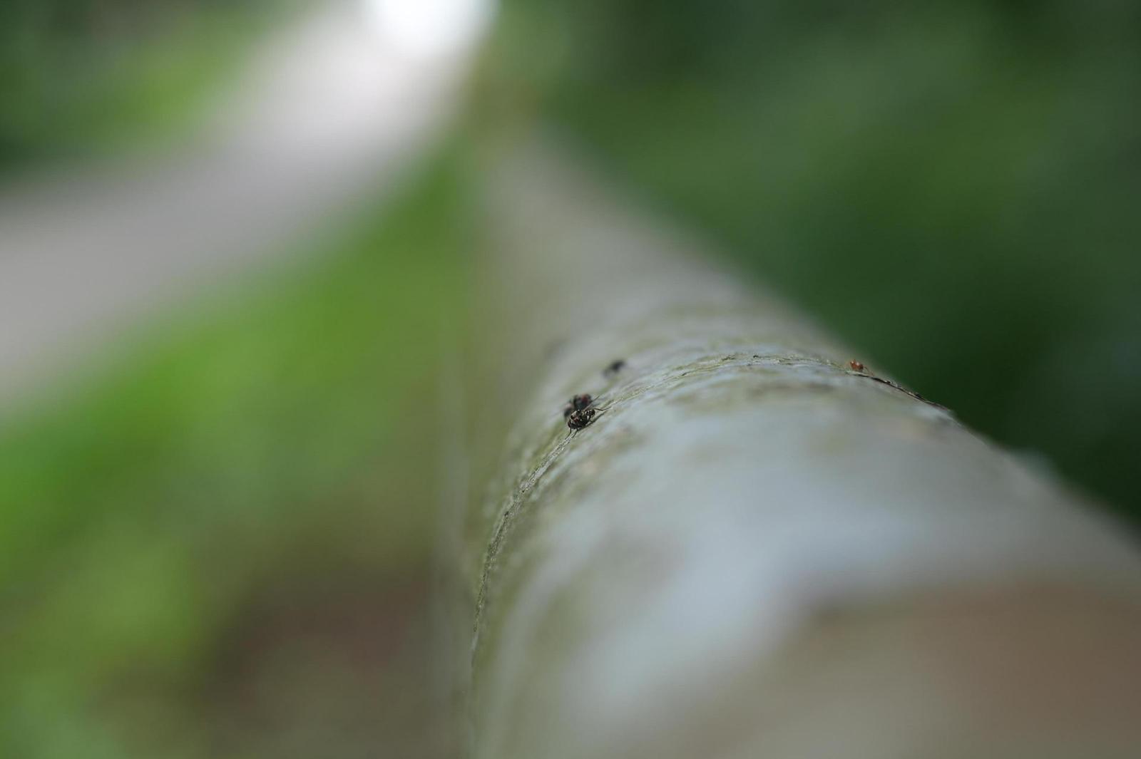 Helios-44M 58mm F2.0 (M42)