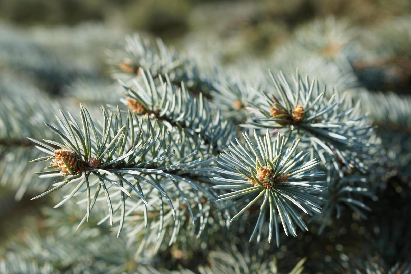 Sony E 1.8/50mm OSS (SEL-50F18)