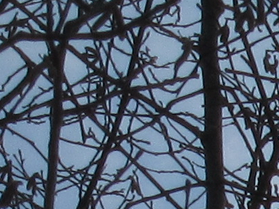 Canon IXUS 200 IS: poprvé dotykově