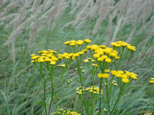 Sony Cyber-shot W350: šikovný prcek