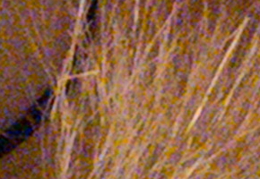 Fujifilm X-S1: jedinečný