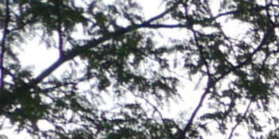 Panasonic Leica DG Summilux 25mm/F1.4 ASPH.