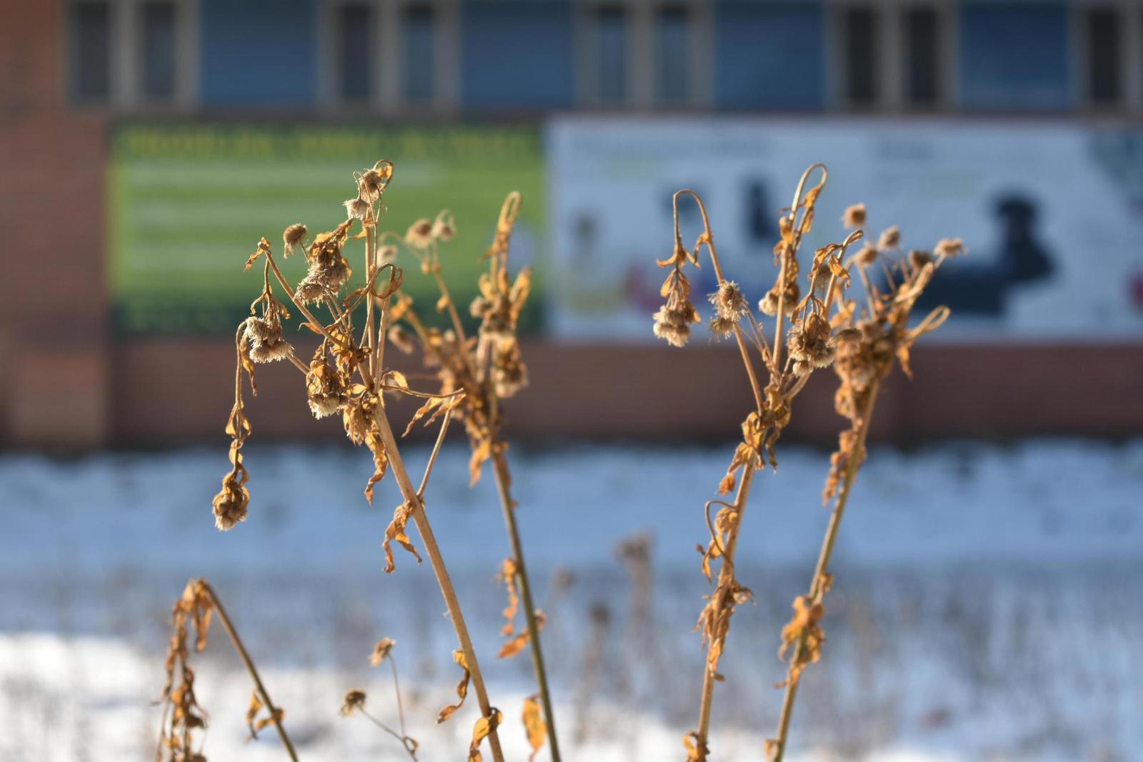 Nikon AF-P NIKKOR 18-55mm f/3.5-5.6G VR