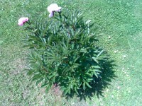 Nokia N80 - jak fotí 3megapixelový fotomobil?