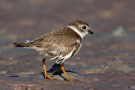 Tip Digimanie pro tento týden - Zvířata a krajinky Jaroslava Tichého