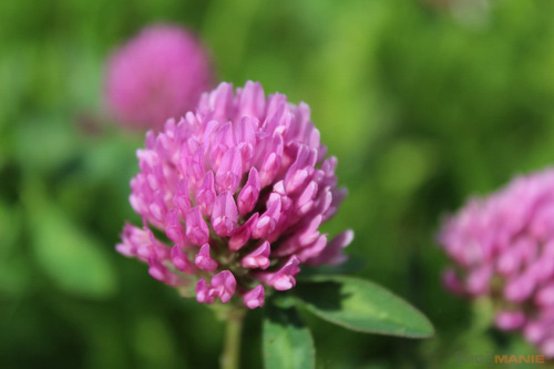 Canon EOS 600D: pokračování rodové linie