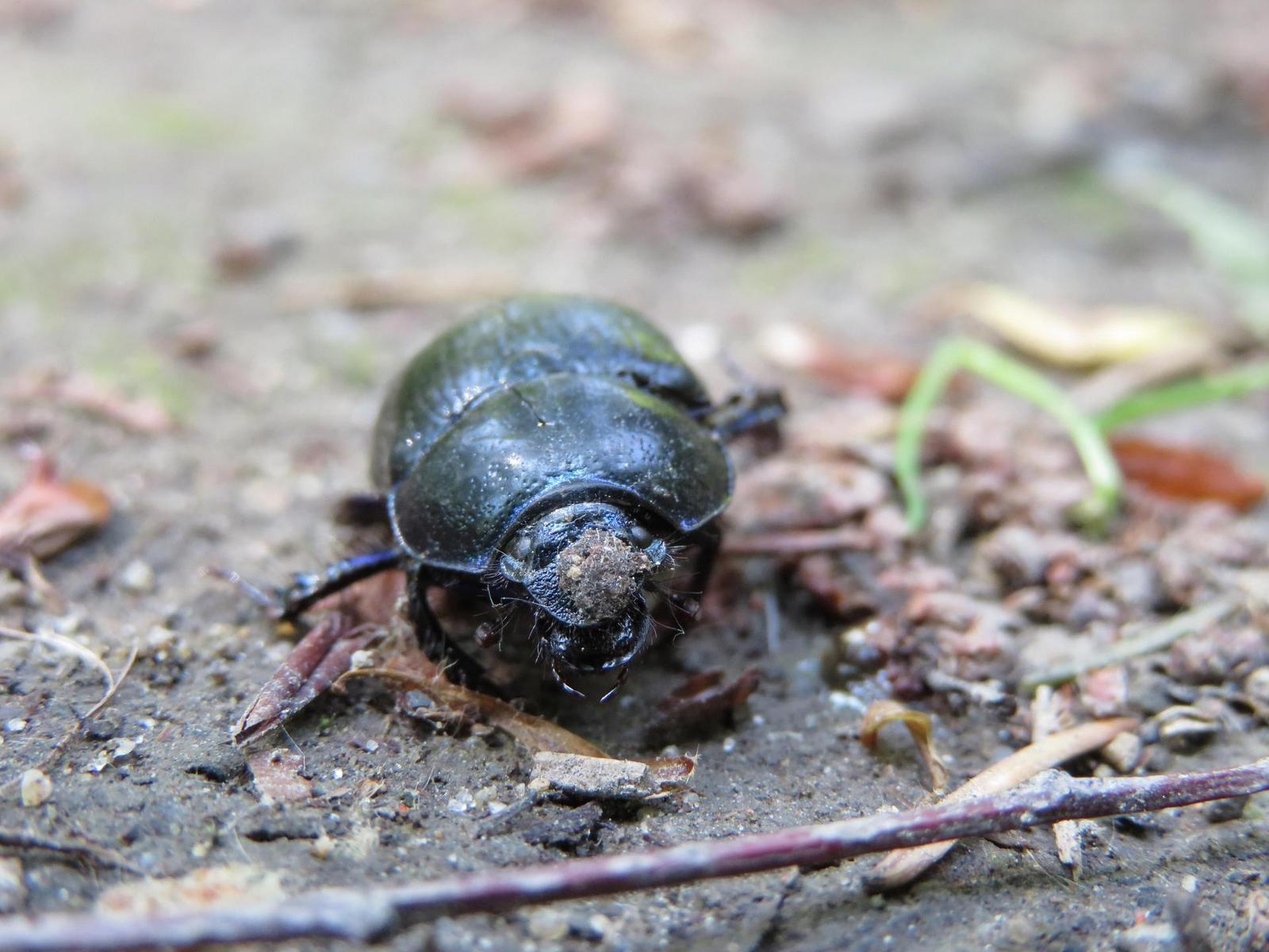 Canon PowerShot SX720 HS: kapesní šmírování