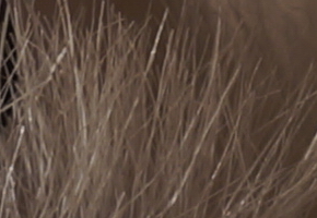 Sony SLT-A77: megapixelový přeborník