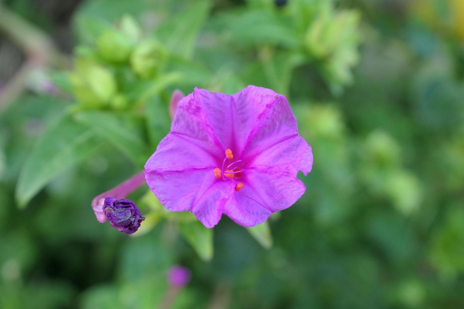 Panasonic Lumix TZ200: kamarád na cesty