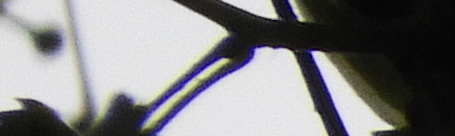 Nikon Coolpix B700: přírodovědec