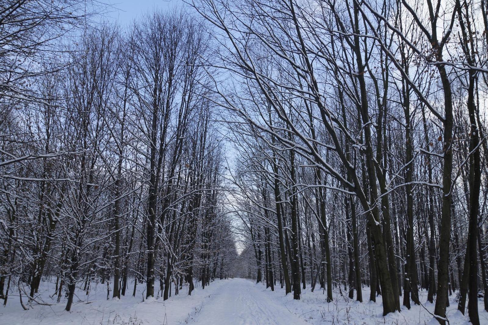 Sony SLT-A77: megapixelový přeborník