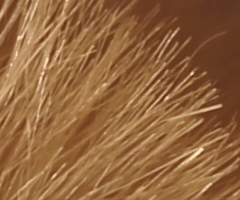 Sony SLT-A33: přesvědčivý revolucionář