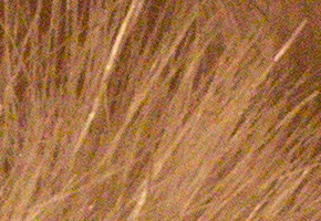 Canon EOS 60D: na pomezí dvou světů