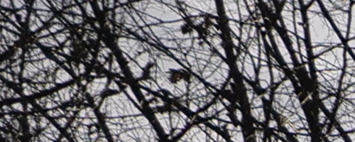 Panasonic Leica DG Vario-Summilux 10-25mm F1.7 ASPH.