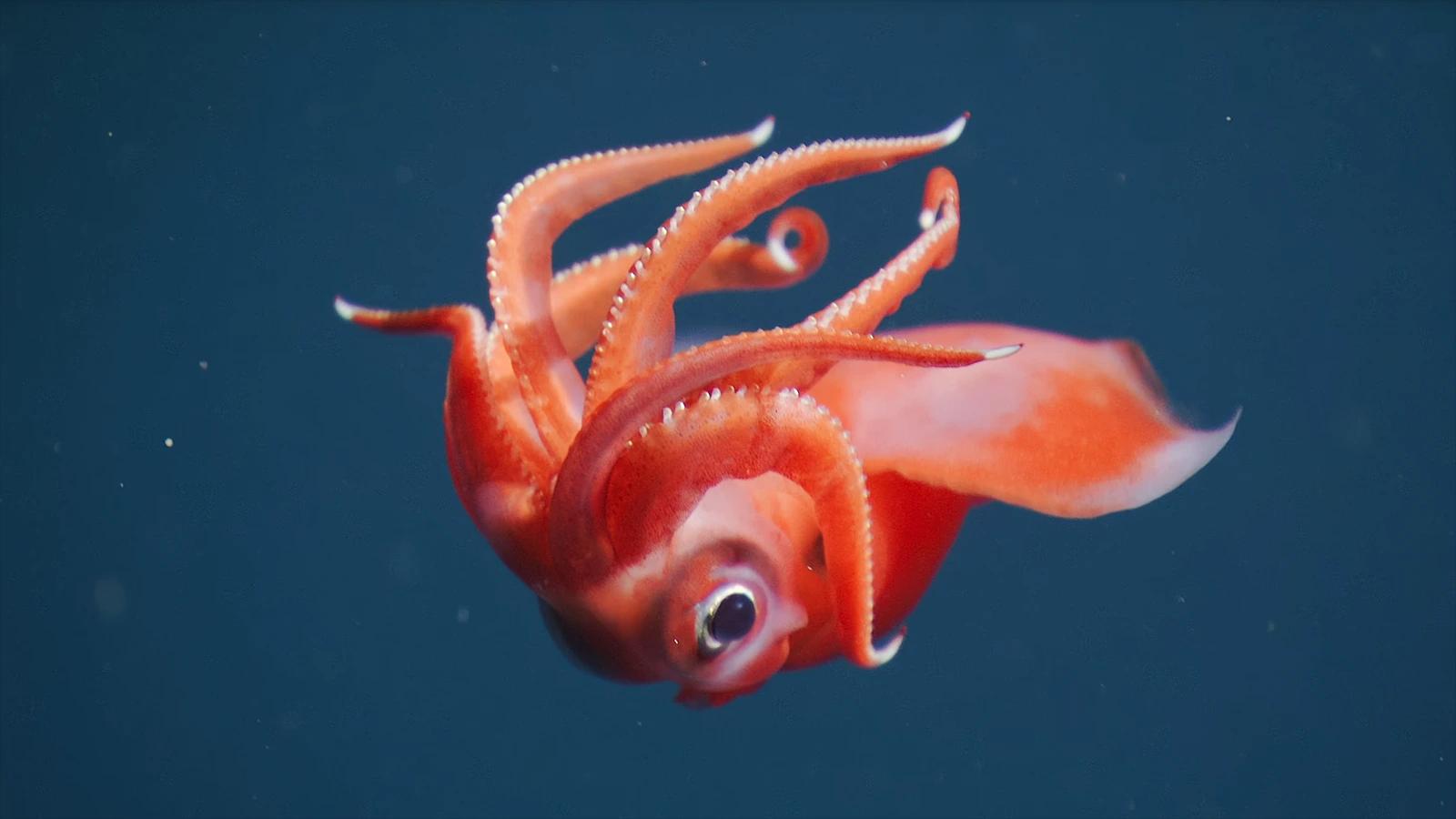 MBARI ukázalo, co se jeho 4K robotům povedlo natočit v hlubinách moře