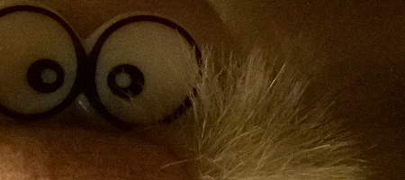 Nokia Lumia 1020 vs. 808 PureView