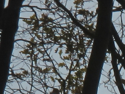 Canon PowerShot G11: géčko, o jakém jsme snili