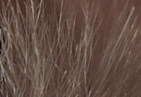 Olympus PEN E-PL5: s výkonnějším srdcem