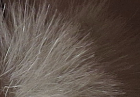 Canon PowerShot SX50 HS: překvapivá kombinace