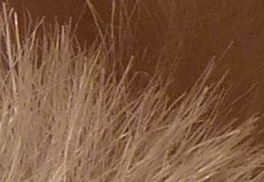 Panasonic Lumix FZ200: ultrazoomové překvapení roku