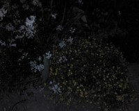 Téma pro tento měsíc - Jak fotí fotomobily, díl II.