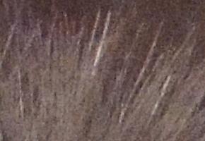 Nikon Coolpix P510: lovec rekordů