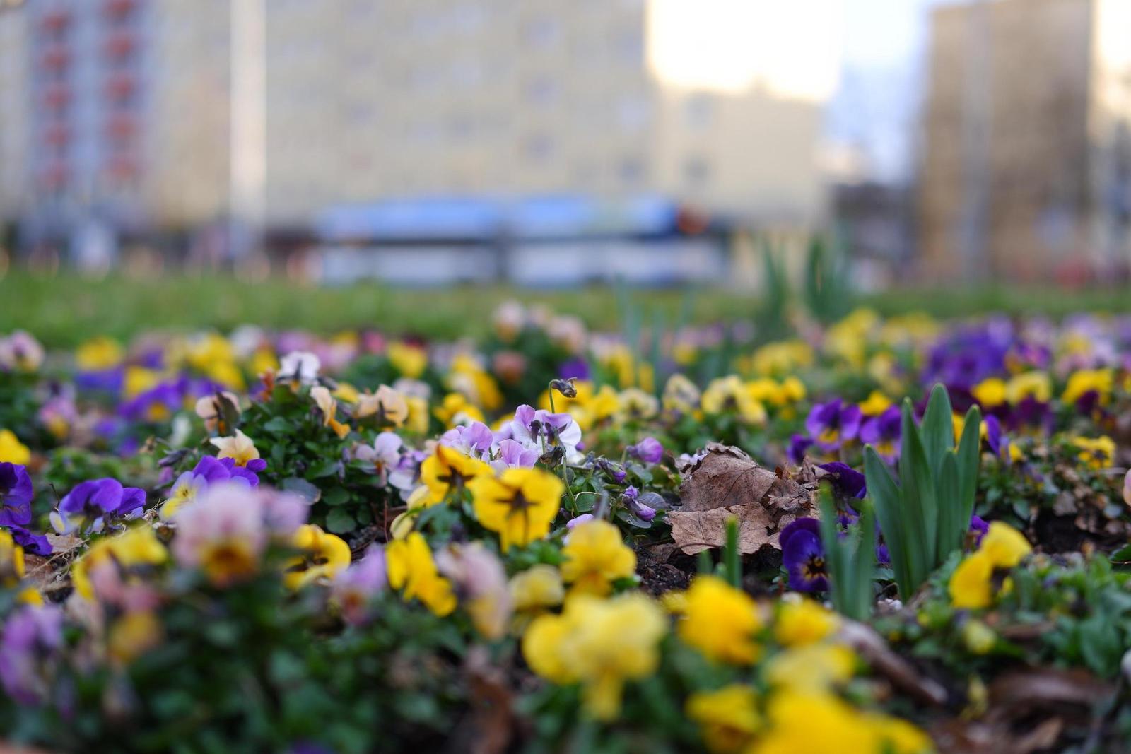 Fujinon XF 35mm F2 R WR