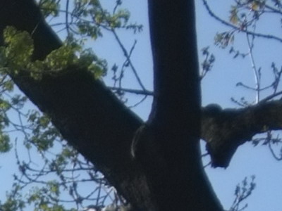 Fujifilm X100: splněný sen