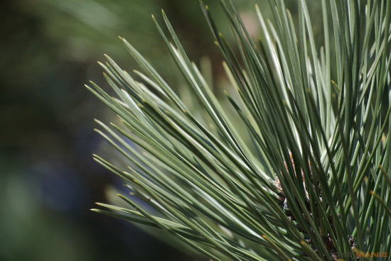 Nikon 1 NIKKOR 30-110mm 1:3,8-5,6 VR