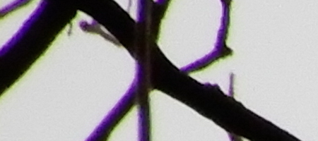 Nikon Coolpix A900: 4K do kapsy