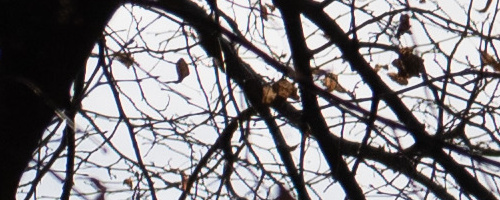 Panasonic Leica DG Vario-Summilux 25-50mm F1.7 ASPH.