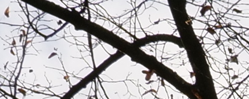 Panasonic Leica DG Vario-Summilux 25-50mm F1.7 ASPH.