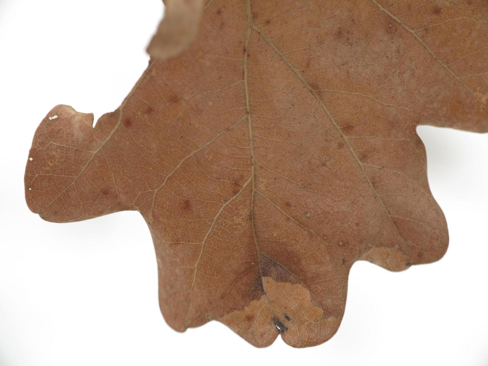 Canon PowerShot G1 X: vnitřní revoluce