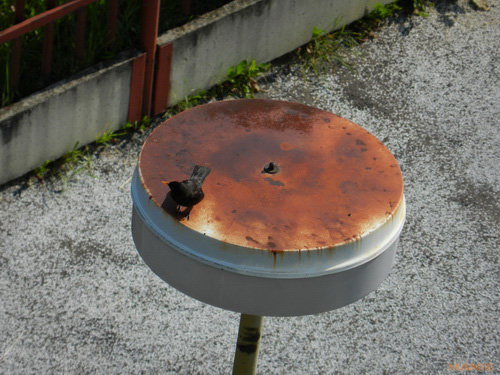 Nikon Coolpix P500: univerzální dalekohled