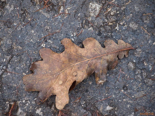 Olympus M.Zuiko Digital 40-150 mm F4-5,6 + nová R verze