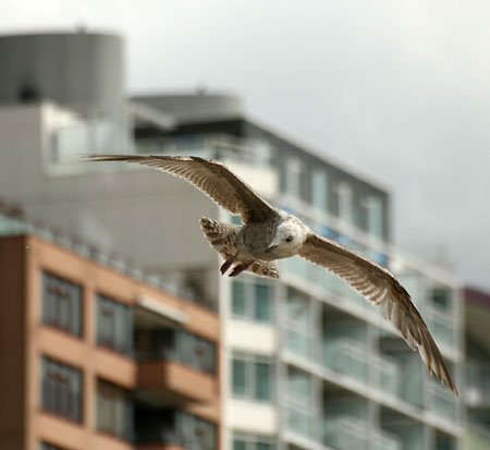 S fotoaparátem po Holandsku: III.