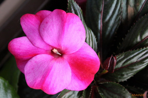 Canon EOS 600D: pokračování rodové linie