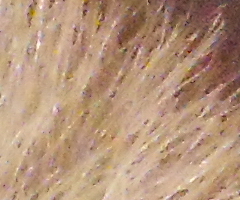 Nikon Coolpix S3000: kapesní trpaslík