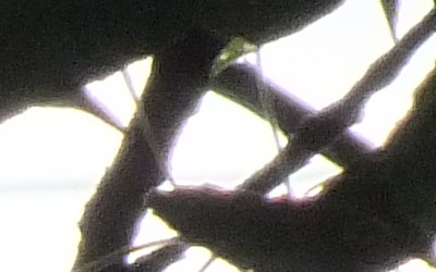 Fujifilm FinePix HS20EXR: důstojný nástupce