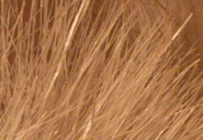 Canon EOS 60D: na pomezí dvou světů